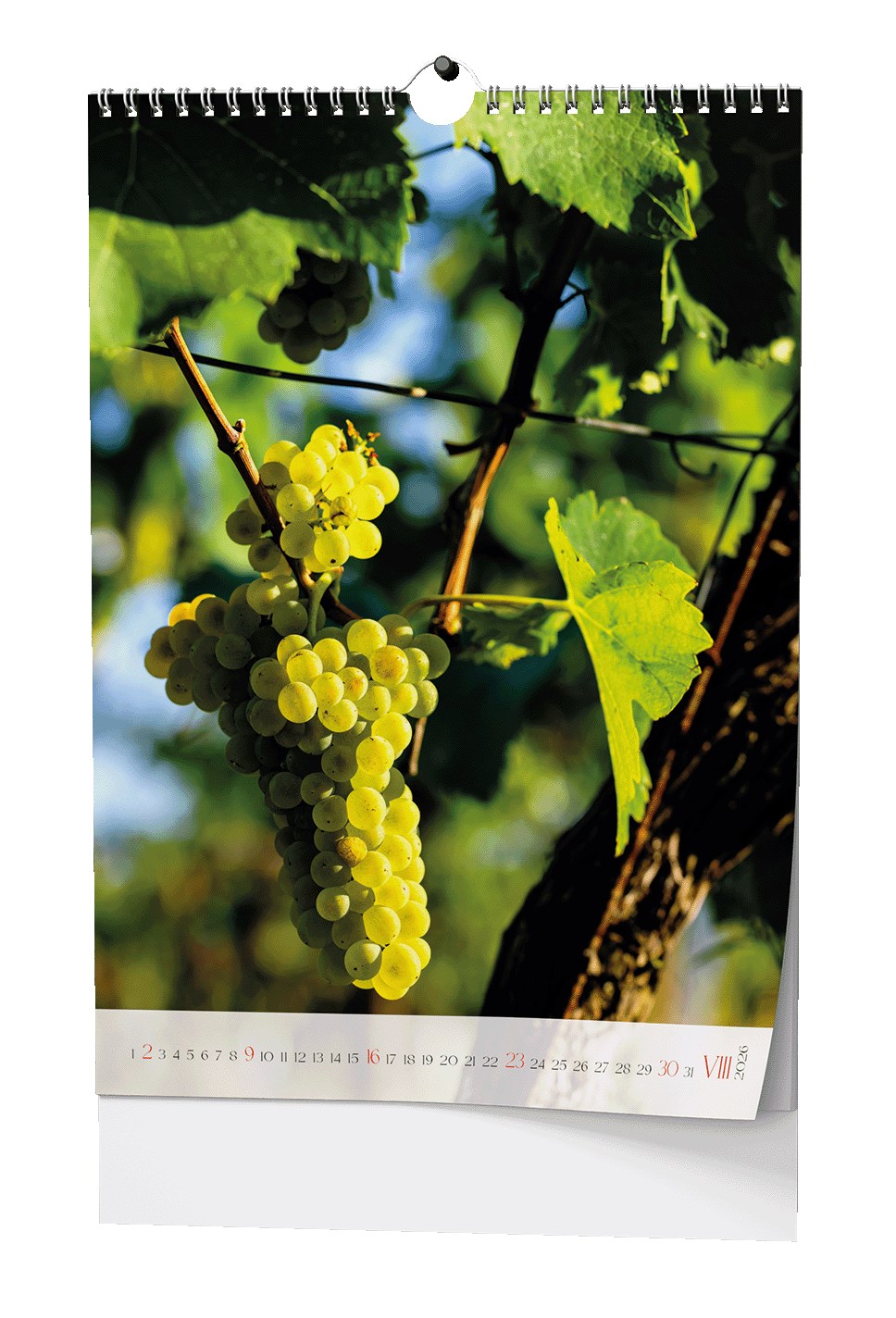 *B26  BNF1-26  Víno - A3