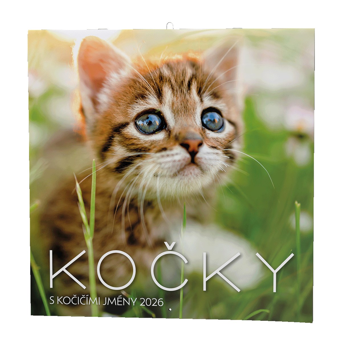 *B26  BNL1-26  Kočky