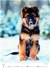 nástěnný kalendář  Puppies/Welpen/Štěňátka/Šteniatka