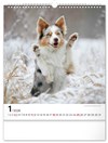 NOTIQUE Nástěnný kalendář Psi
